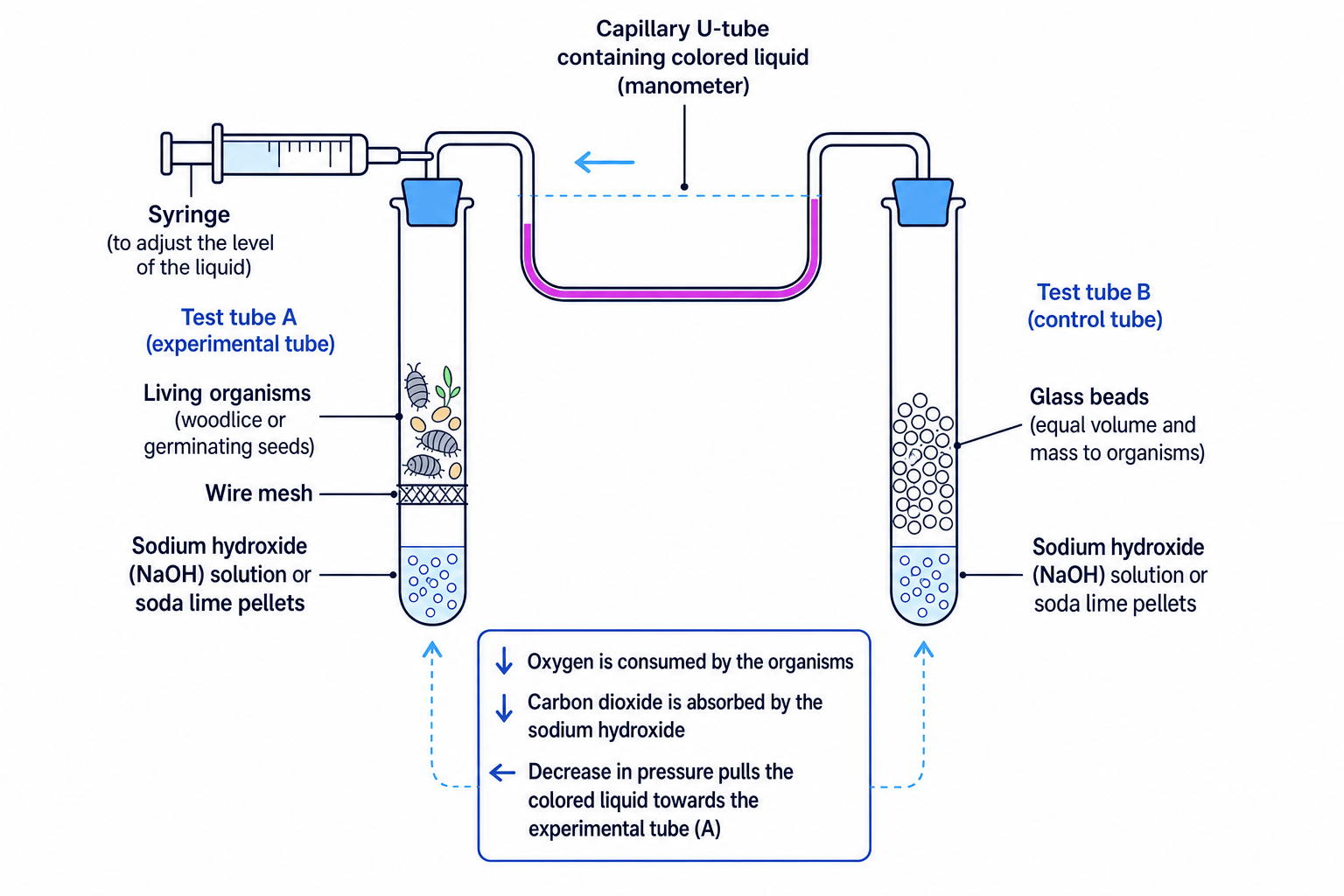 A diagram of a double-tube respirometer showing the experimental tube with organisms and the control tube with glass beads