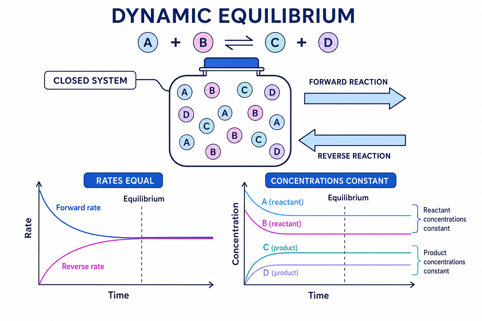 Dynamic equilibrium showing equal forward and reverse rates and constant concentrations