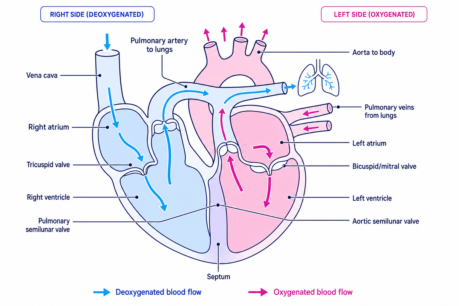 Annotated heart showing chambers, valves, major vessels and blood flow
