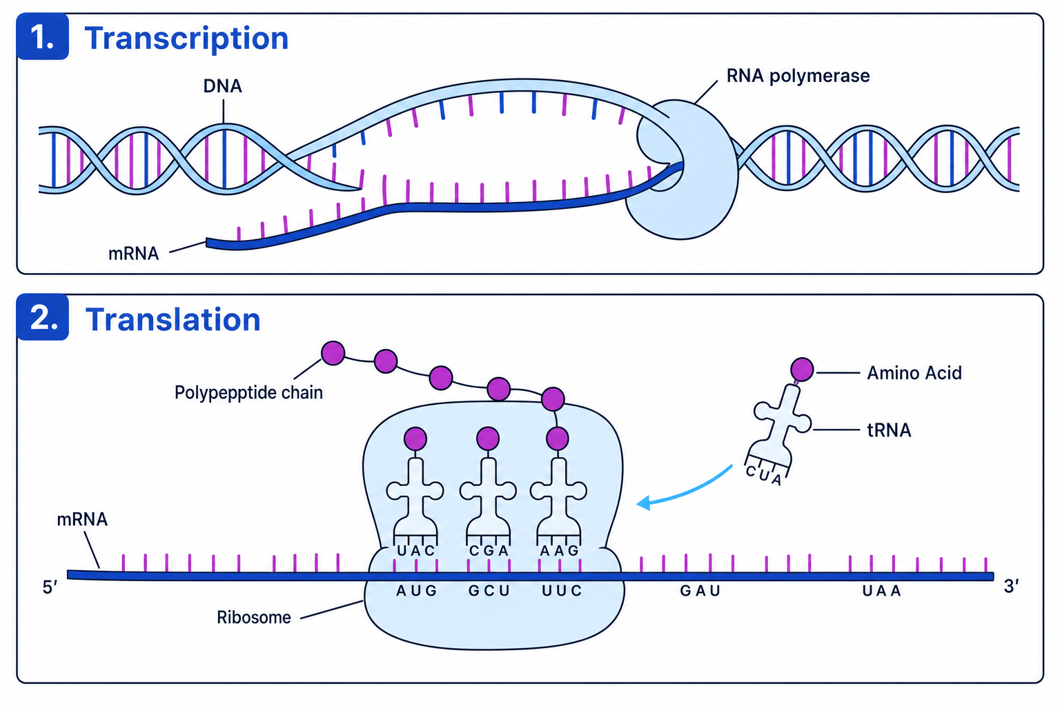 Protein Synthesis