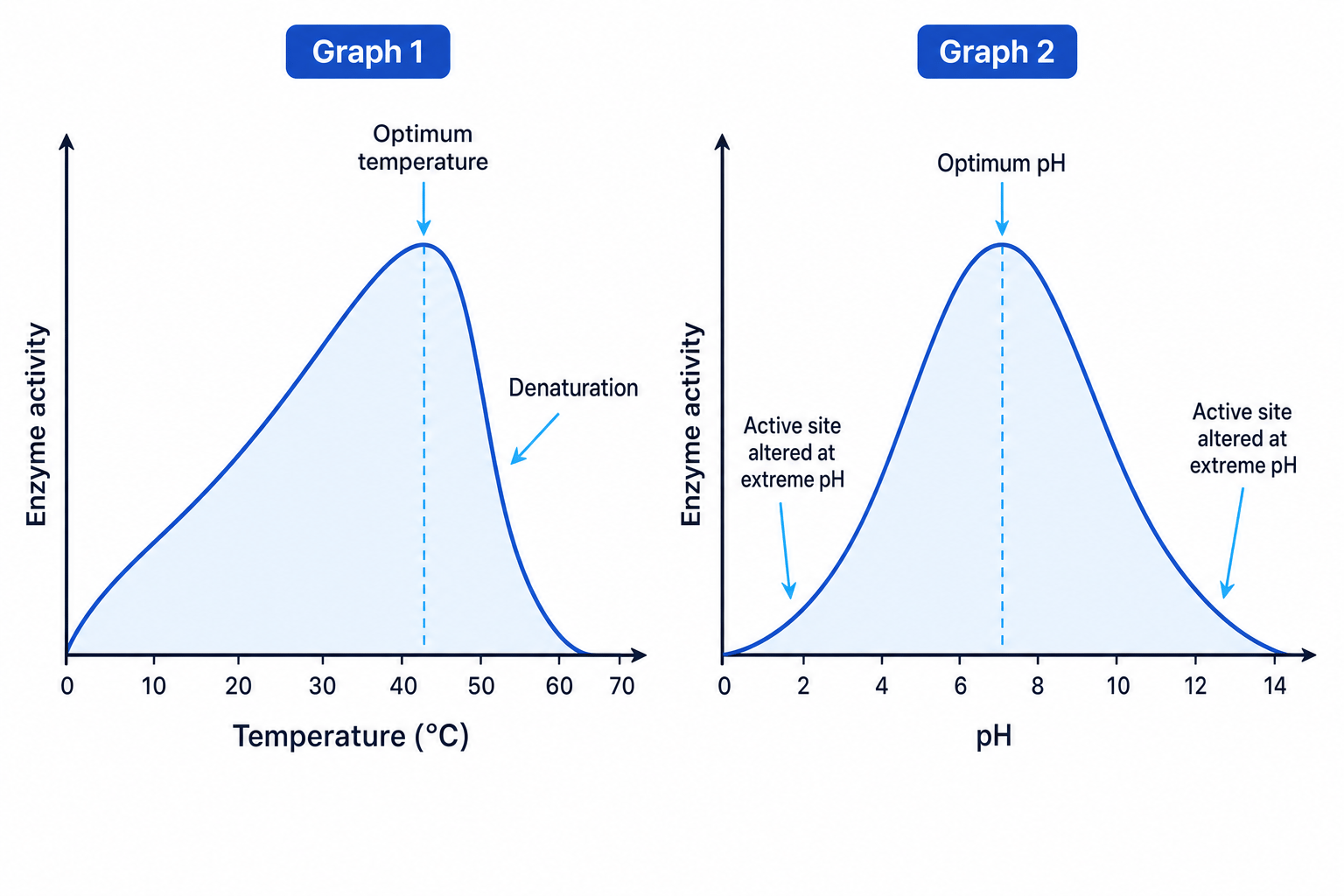 Graphs showing enzyme activity against temperature and against pH