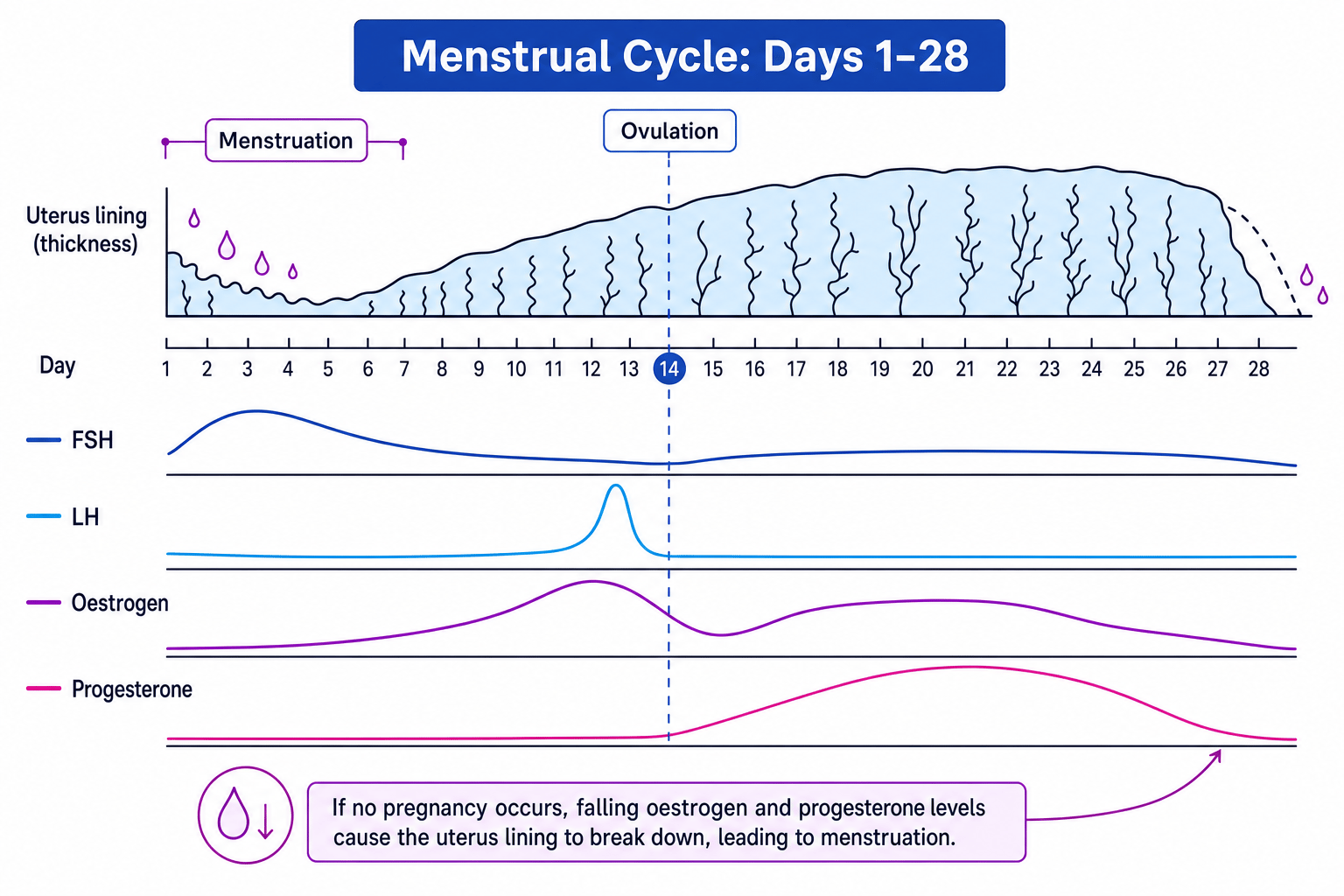Menstrual cycle timeline showing uterus lining changes and hormone levels