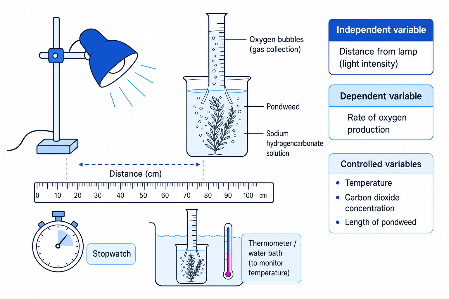Core practical setup for investigating light intensity and photosynthesis using pondweed