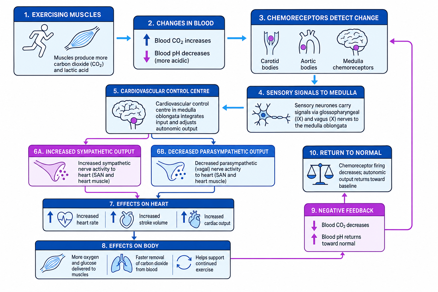 Flowchart showing cardiovascular control during exercise