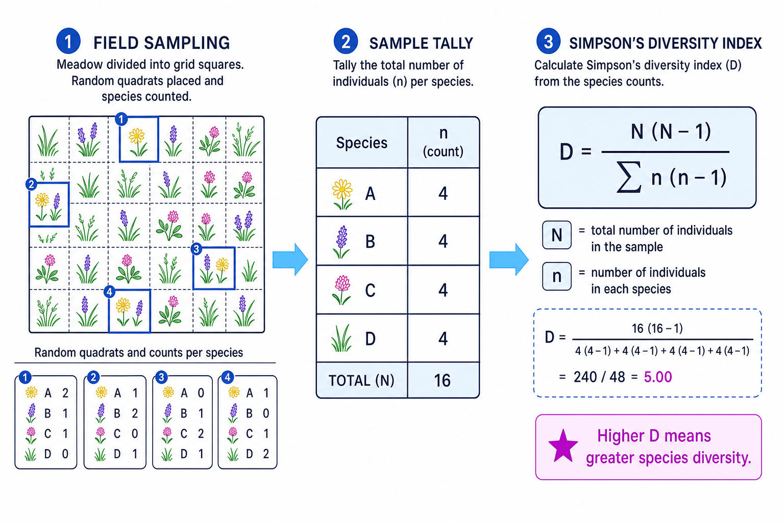 Diagram showing field sampling feeding into Simpson's diversity index