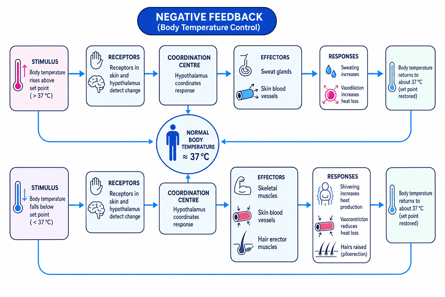 Negative feedback control of human body temperature