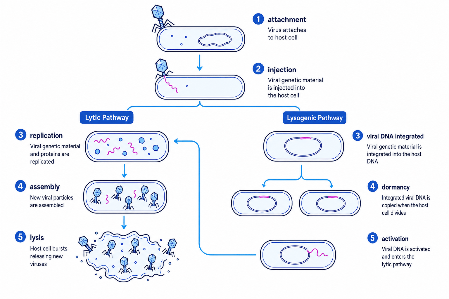 Diagram comparing lytic and lysogenic virus lifecycles