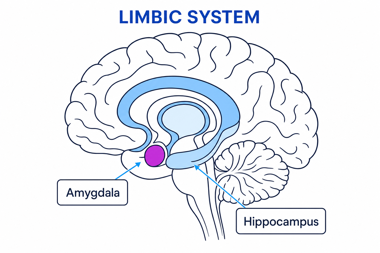 Limbic System Diagram