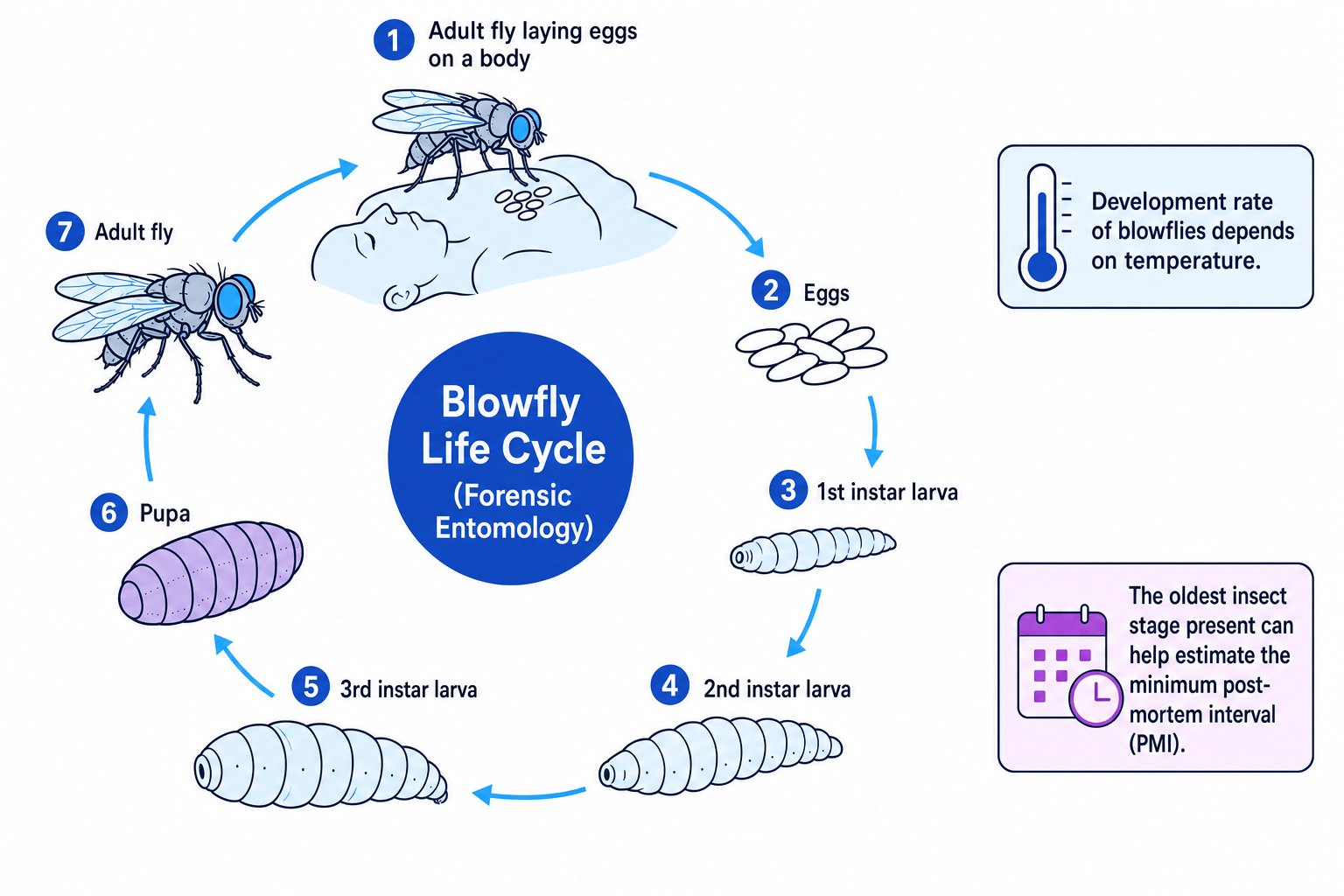 Blowfly life cycle used in forensic entomology