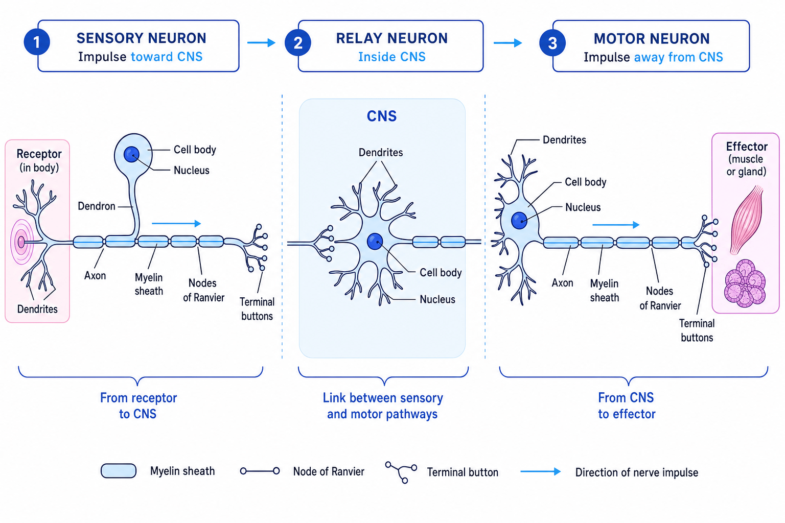 Labelled comparison of sensory, relay and motor neurons