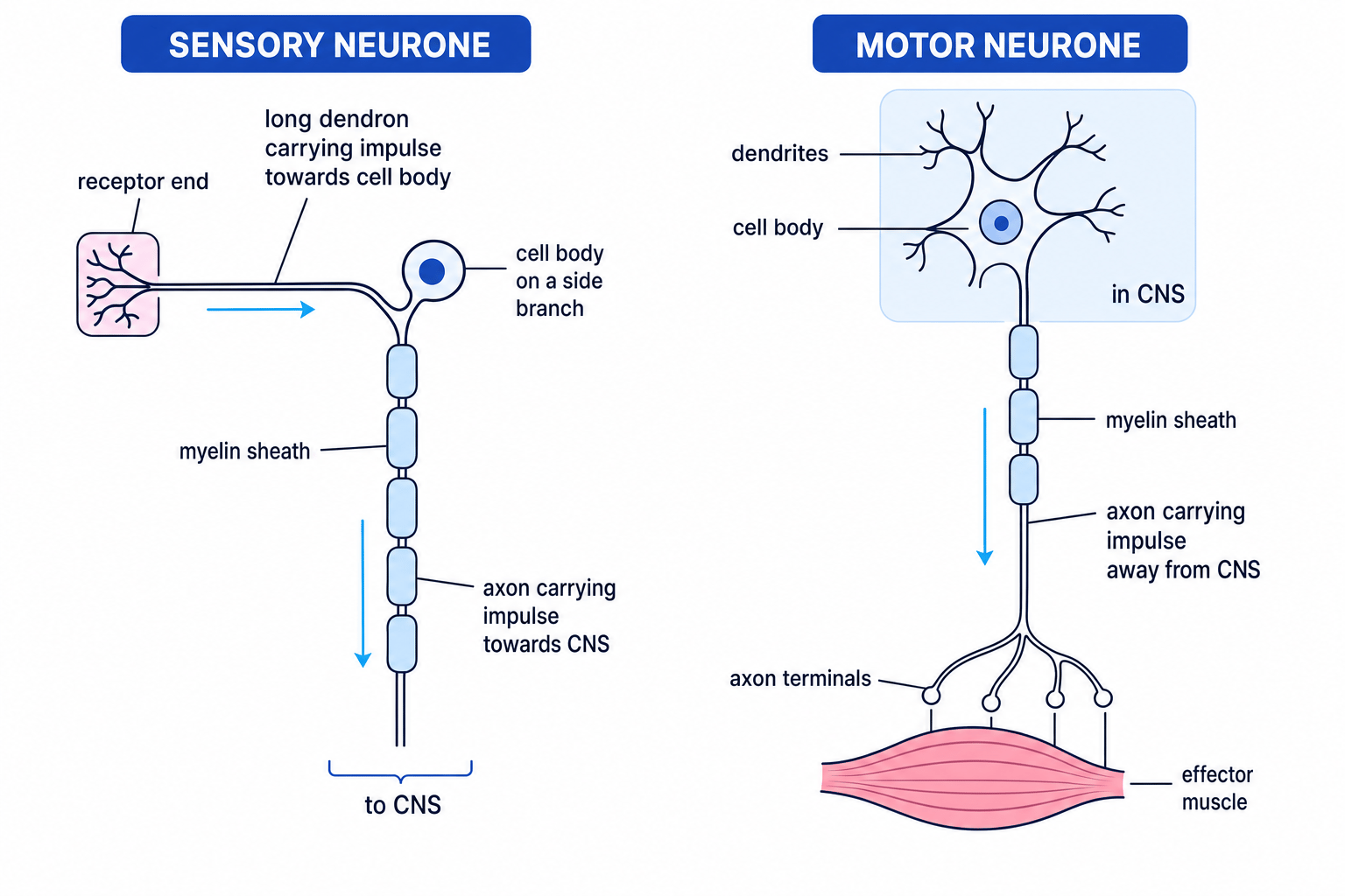 Labelled diagram comparing a sensory neurone and a motor neurone