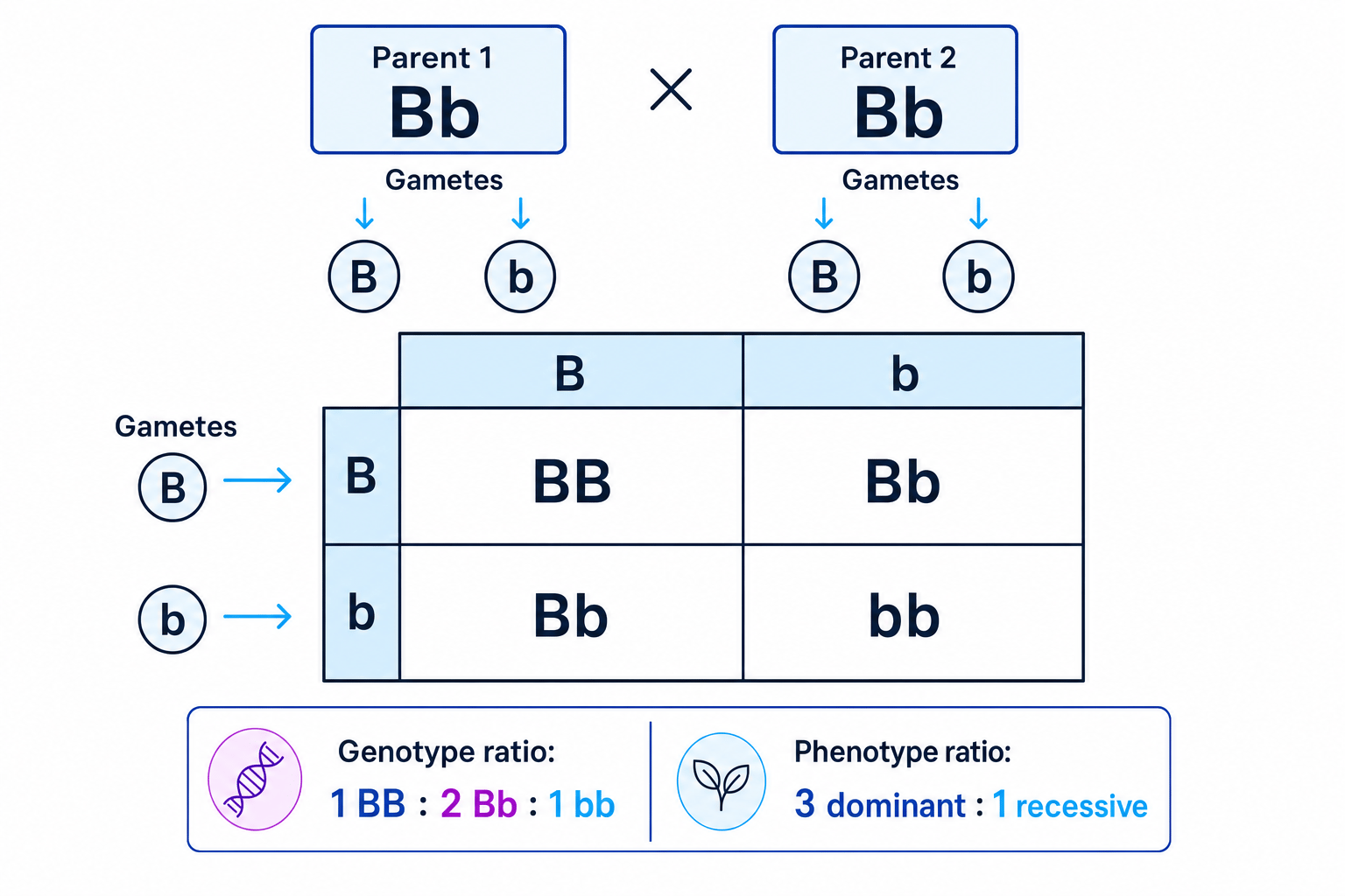 Punnett square for two heterozygous parents Bb and Bb