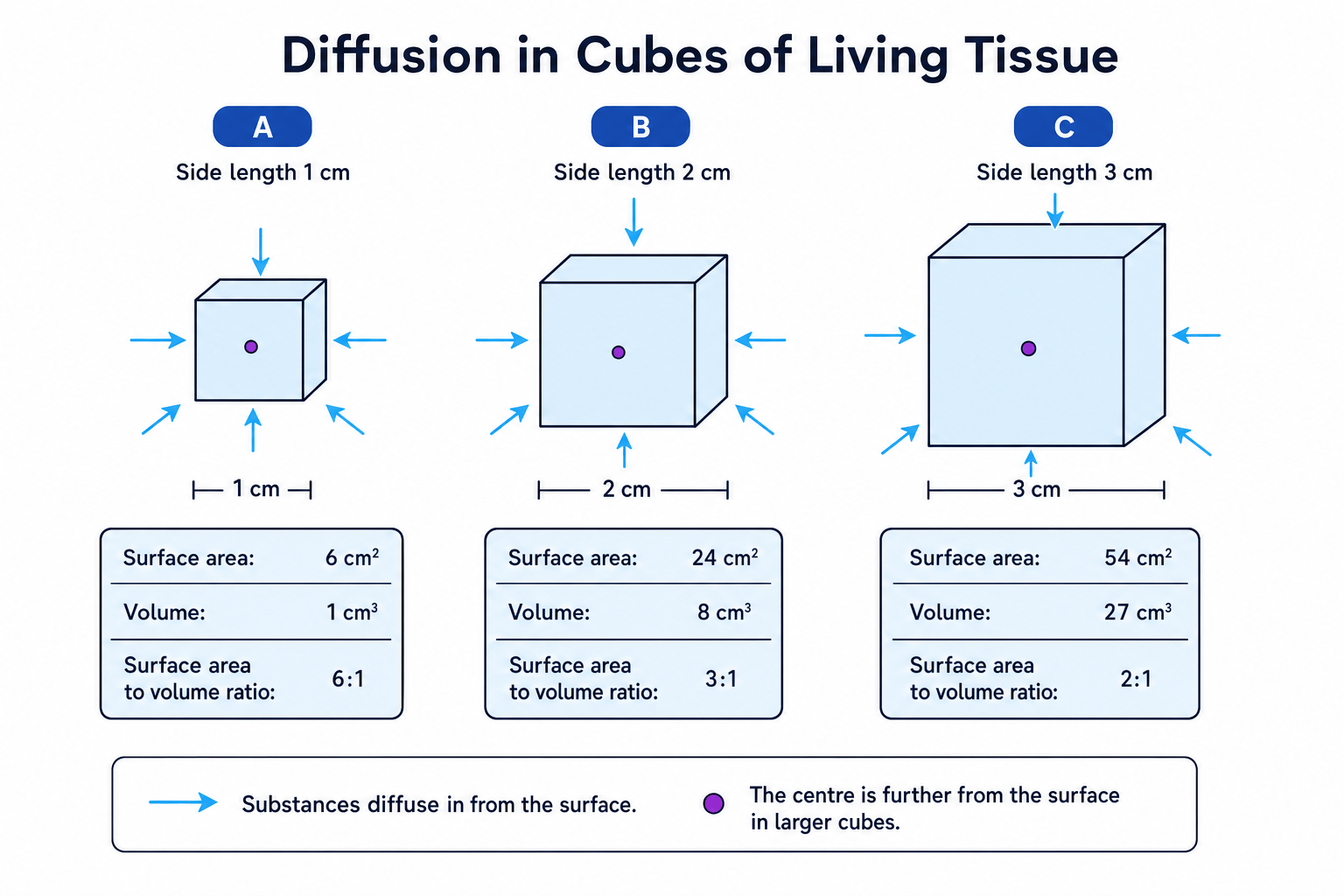 Diagram comparing surface area to volume ratio in cubes of different sizes
