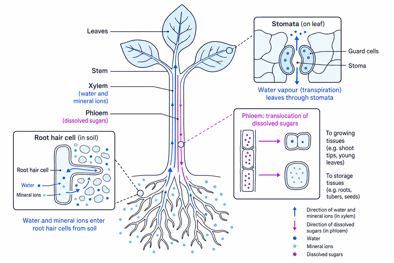 Labelled plant transport diagram showing root hairs, xylem, phloem, stomata and translocation
