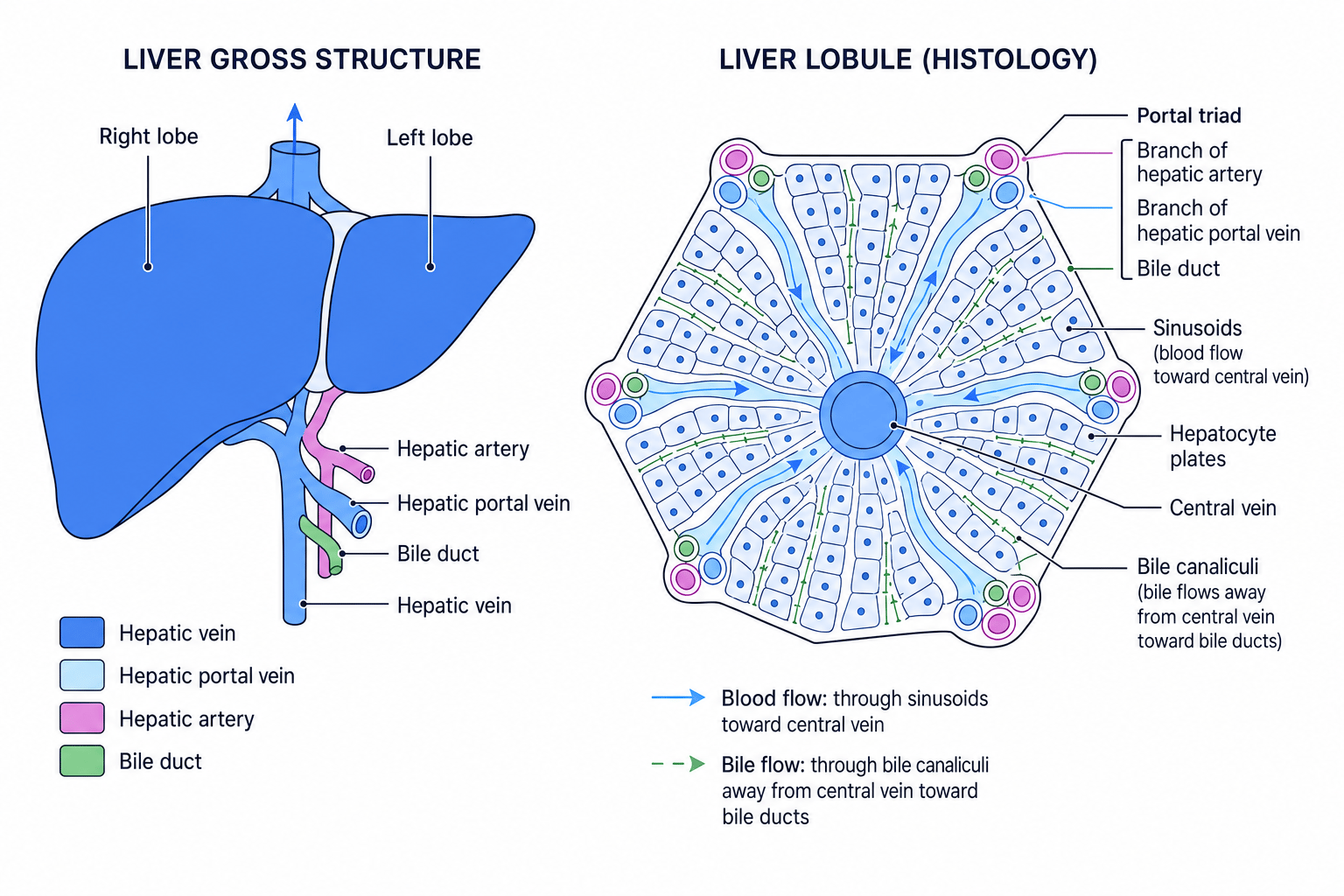Labelled liver gross structure and liver lobule histology