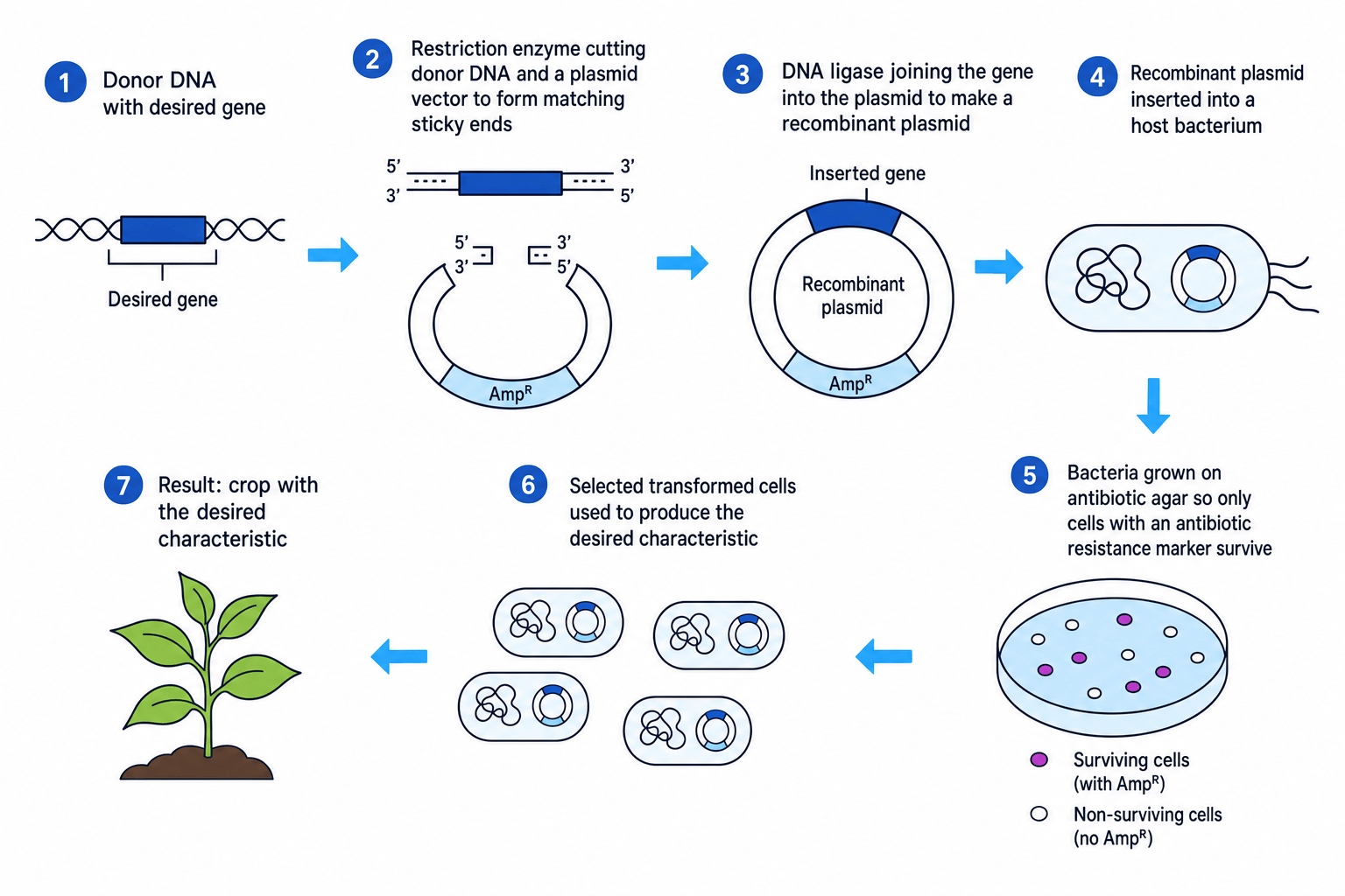 Flow diagram of genetic engineering using a plasmid vector, restriction enzymes, sticky ends, DNA ligase, host bacteria and antibiotic selection