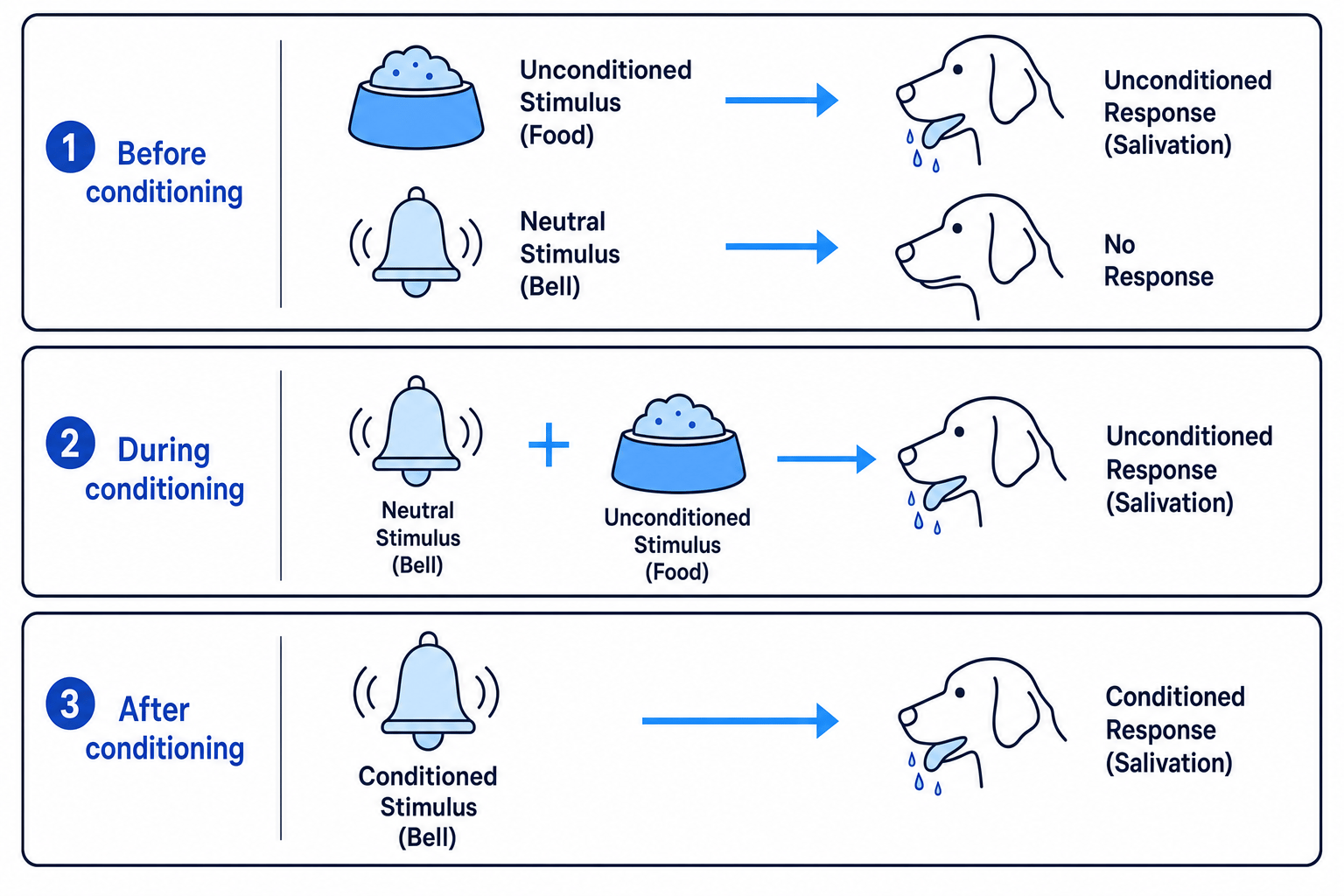 Classical Conditioning Paradigm