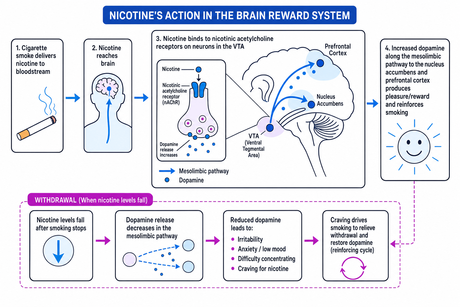 Flow diagram showing nicotine reaching the brain, binding to nicotinic acetylcholine receptors in the VTA, increasing dopamine in the nucleus accumbens and prefrontal cortex, and withdrawal when nicotine levels fall