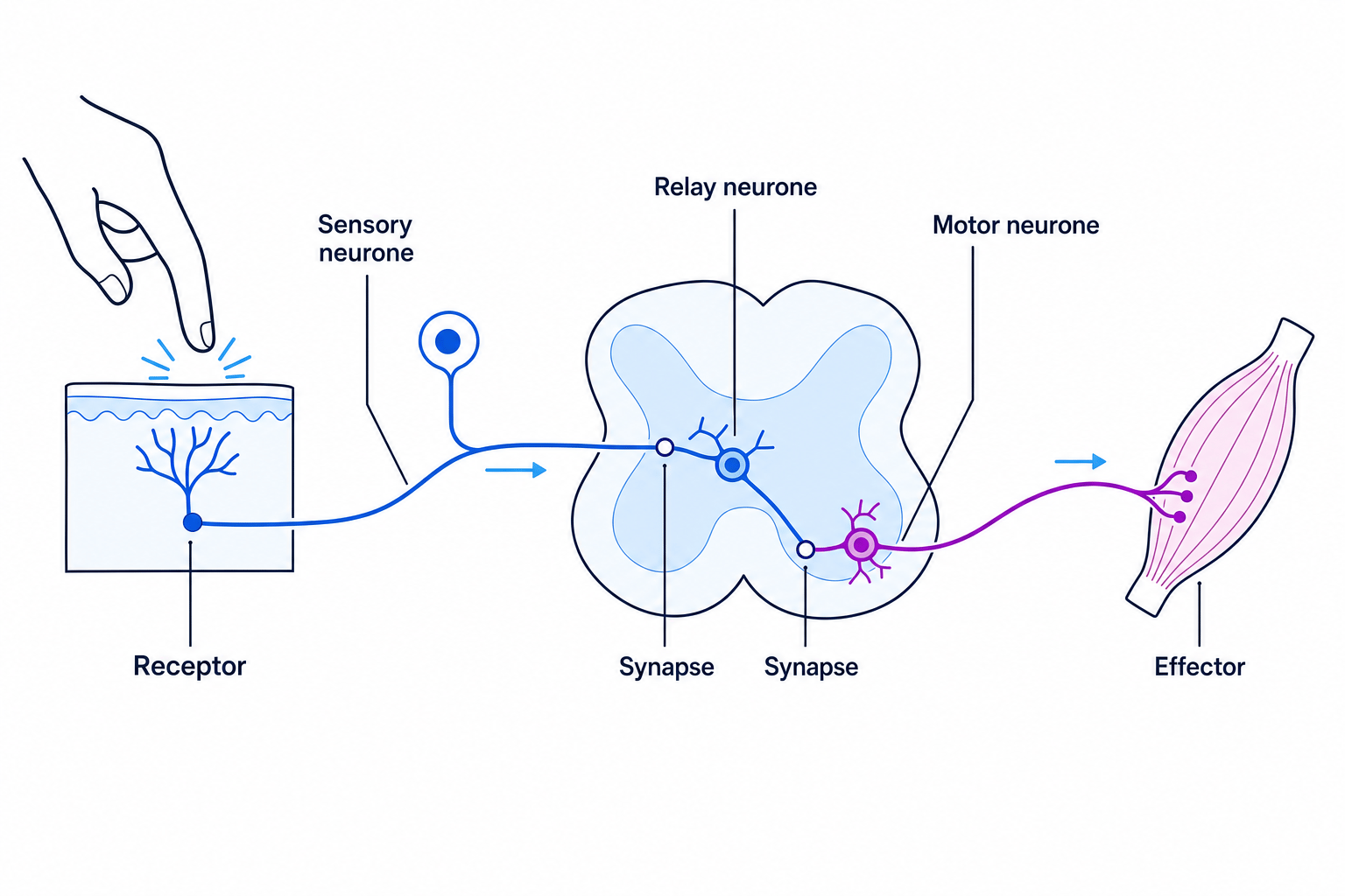 Reflex Arc Schematic