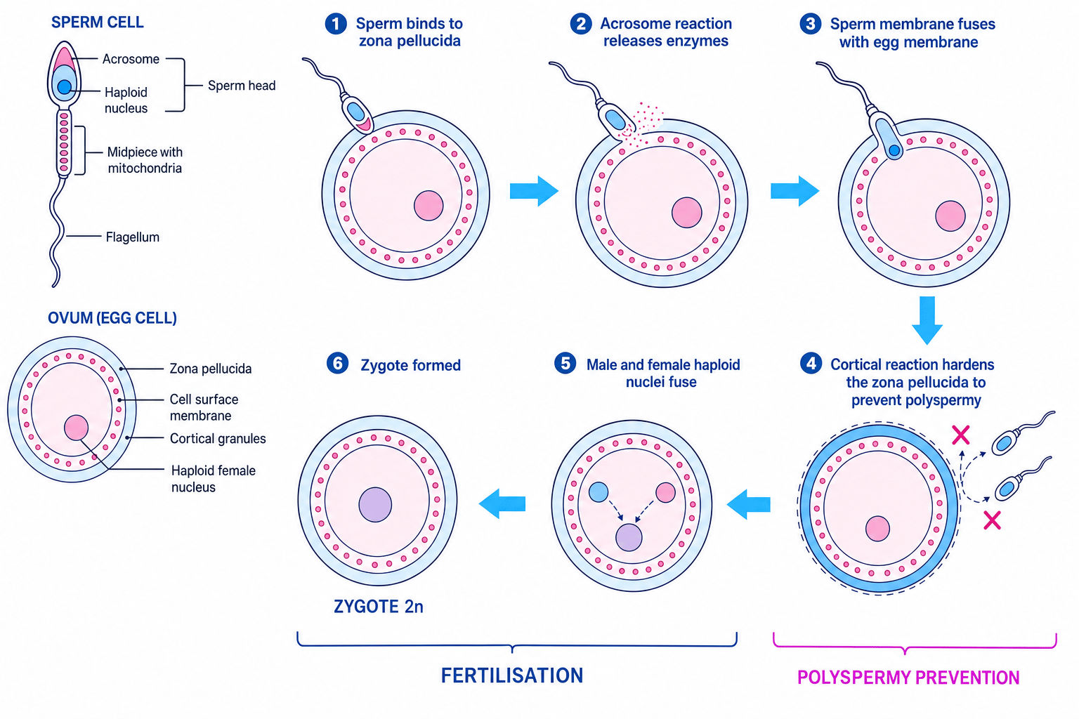 Labelled mammalian fertilisation sequence showing sperm structure, acrosome reaction, cortical reaction and zygote formation