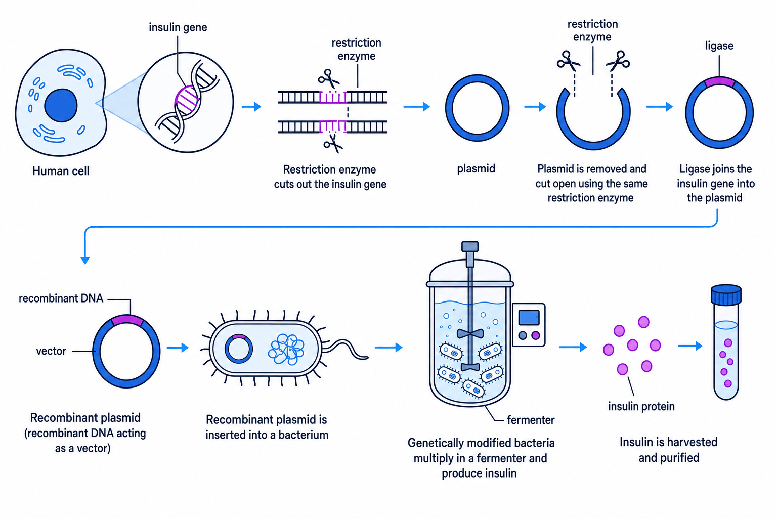 Flow diagram showing human insulin gene cut with restriction enzyme, inserted into a plasmid with ligase, transferred into bacteria, then grown in a fermenter to produce insulin