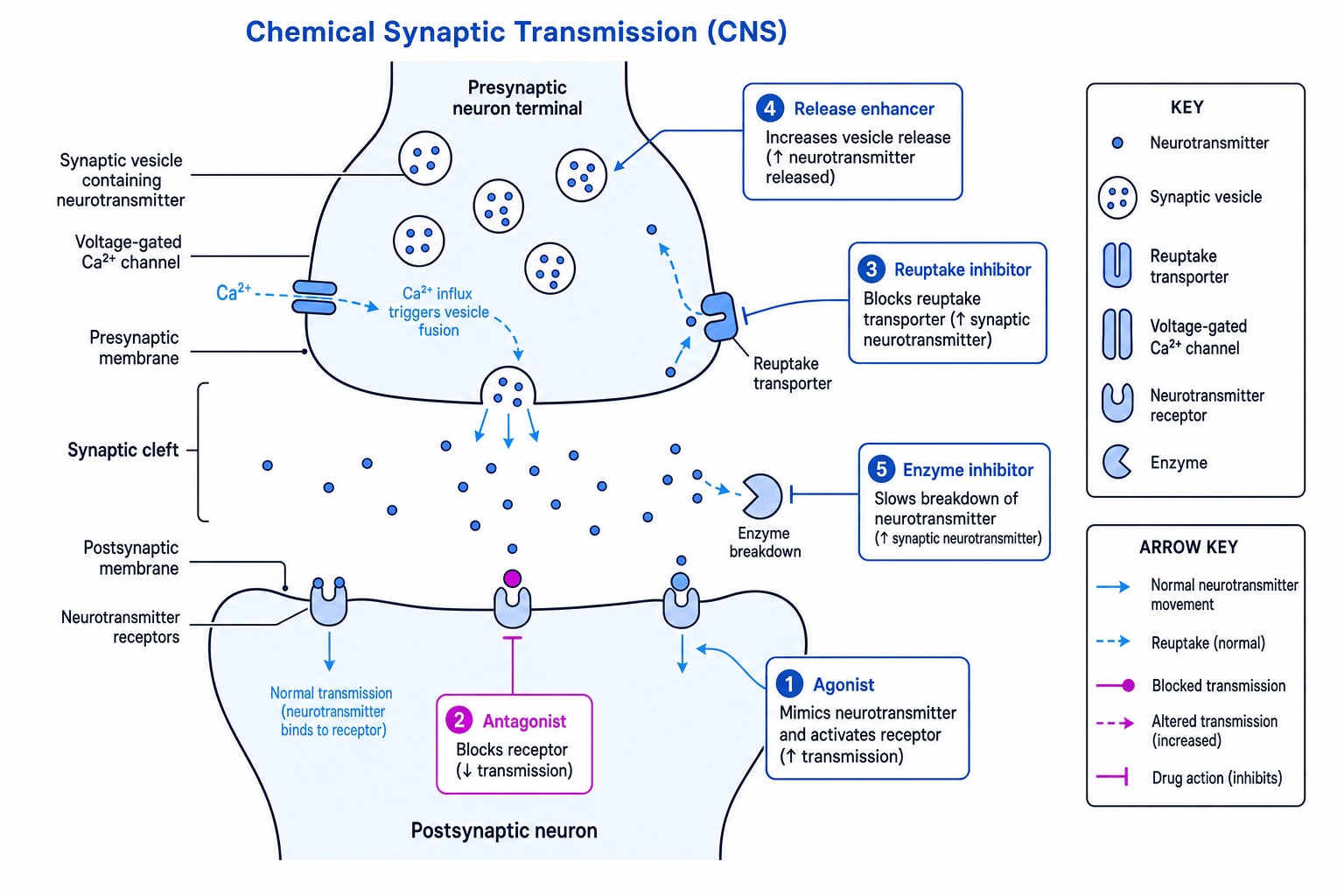 Labelled synapse showing neurotransmitter release, receptors, reuptake, enzyme breakdown, agonists, antagonists and reuptake inhibitors