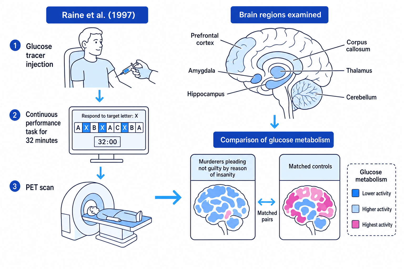 Schematic of Raine et al. PET procedure and labelled brain regions