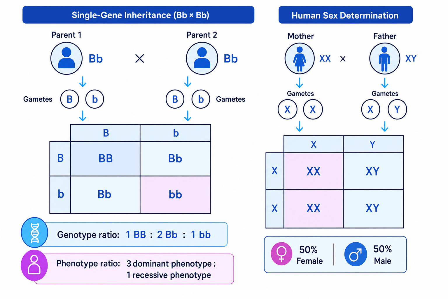 Punnett square for Bb crossed with Bb and human sex determination using X and Y chromosomes