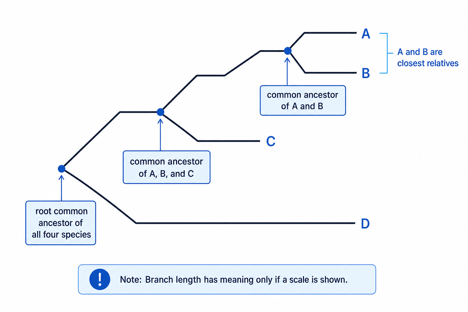 Rooted phylogenetic tree showing A and B as closest relatives, C as next closest, and D branching earliest