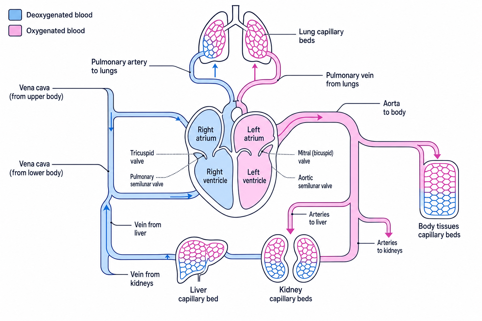 Human circulation overview showing the heart, lungs, liver, kidneys, major vessels and blood flow direction