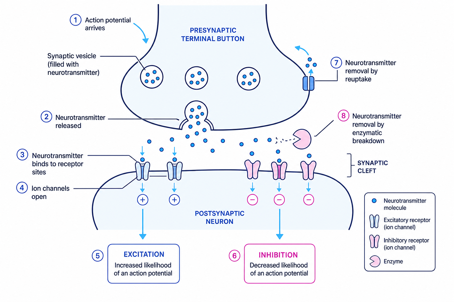 Labelled schematic of synaptic transmission showing neurotransmitter release, receptor binding, excitation, inhibition, reuptake and breakdown