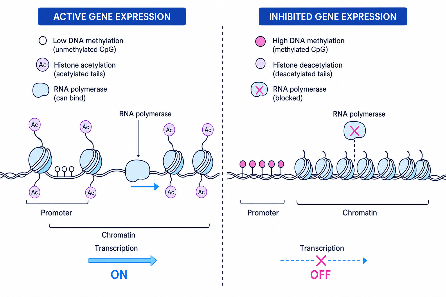Comparison of active and inhibited gene expression caused by DNA methylation and histone acetylation changes