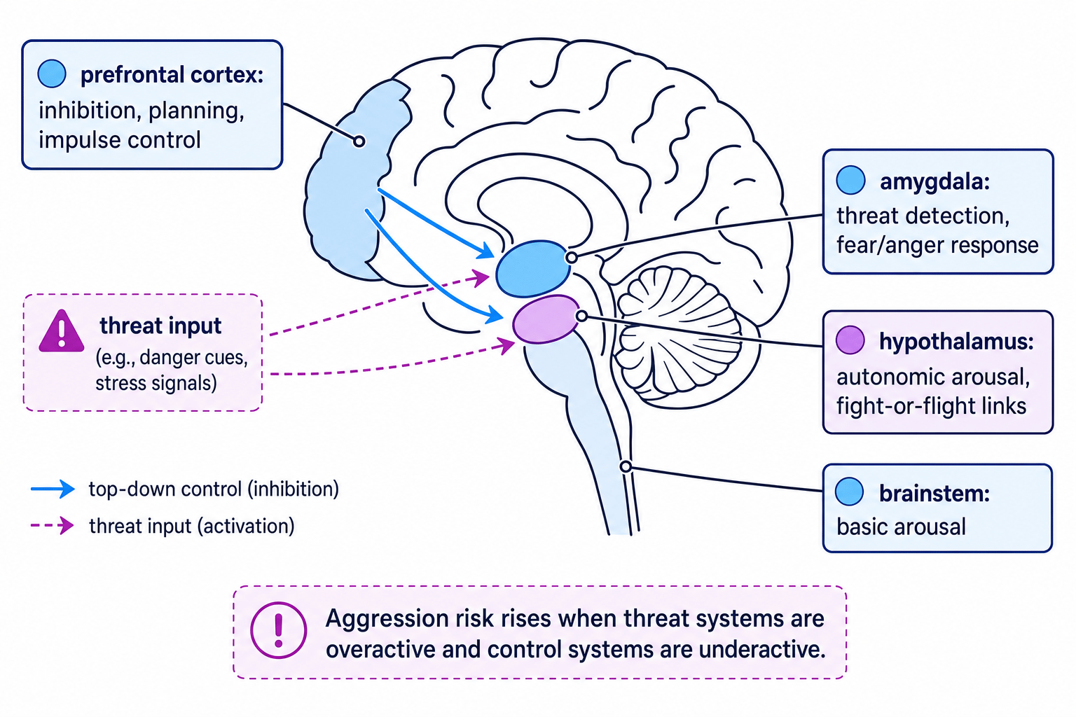 Labelled schematic of brain areas involved in aggression: prefrontal cortex, amygdala, hypothalamus and brainstem, with threat input and top-down control arrows.