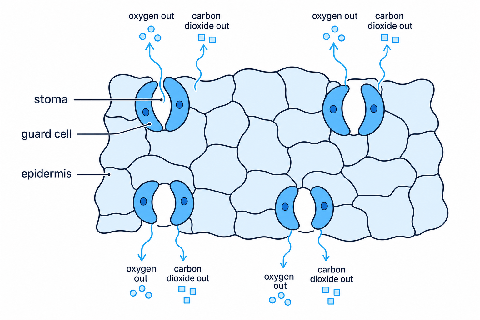 Labelled stomata showing oxygen and carbon dioxide leaving a leaf
