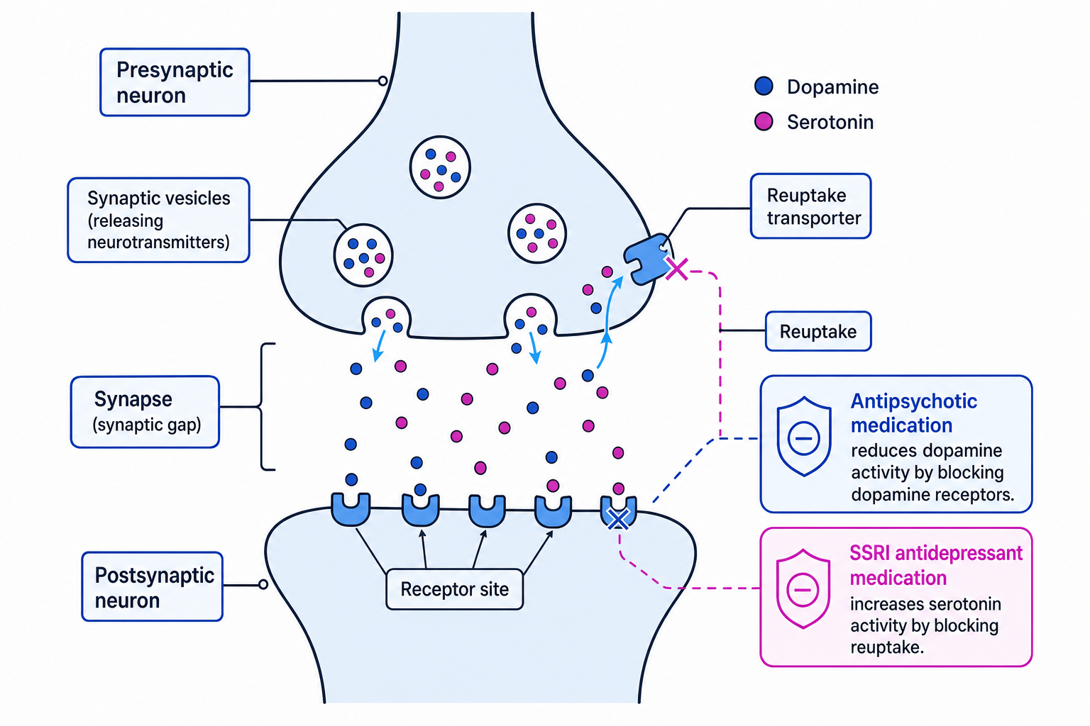 Labelled synapse showing dopamine, serotonin, receptor sites, reuptake, antipsychotic receptor blocking and SSRI reuptake blocking