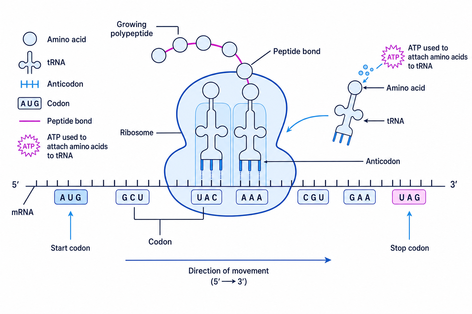 Schematic of translation at a ribosome