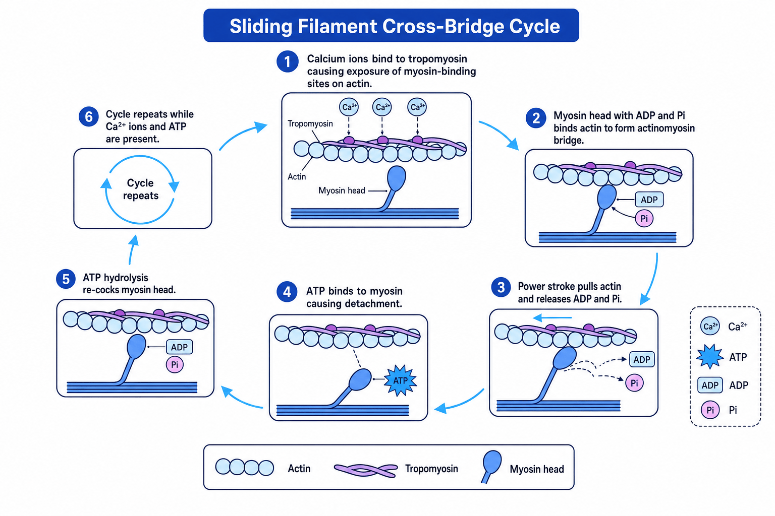 Flowchart of the sliding filament cross-bridge cycle involving calcium ions, tropomyosin, actin, myosin heads and ATP