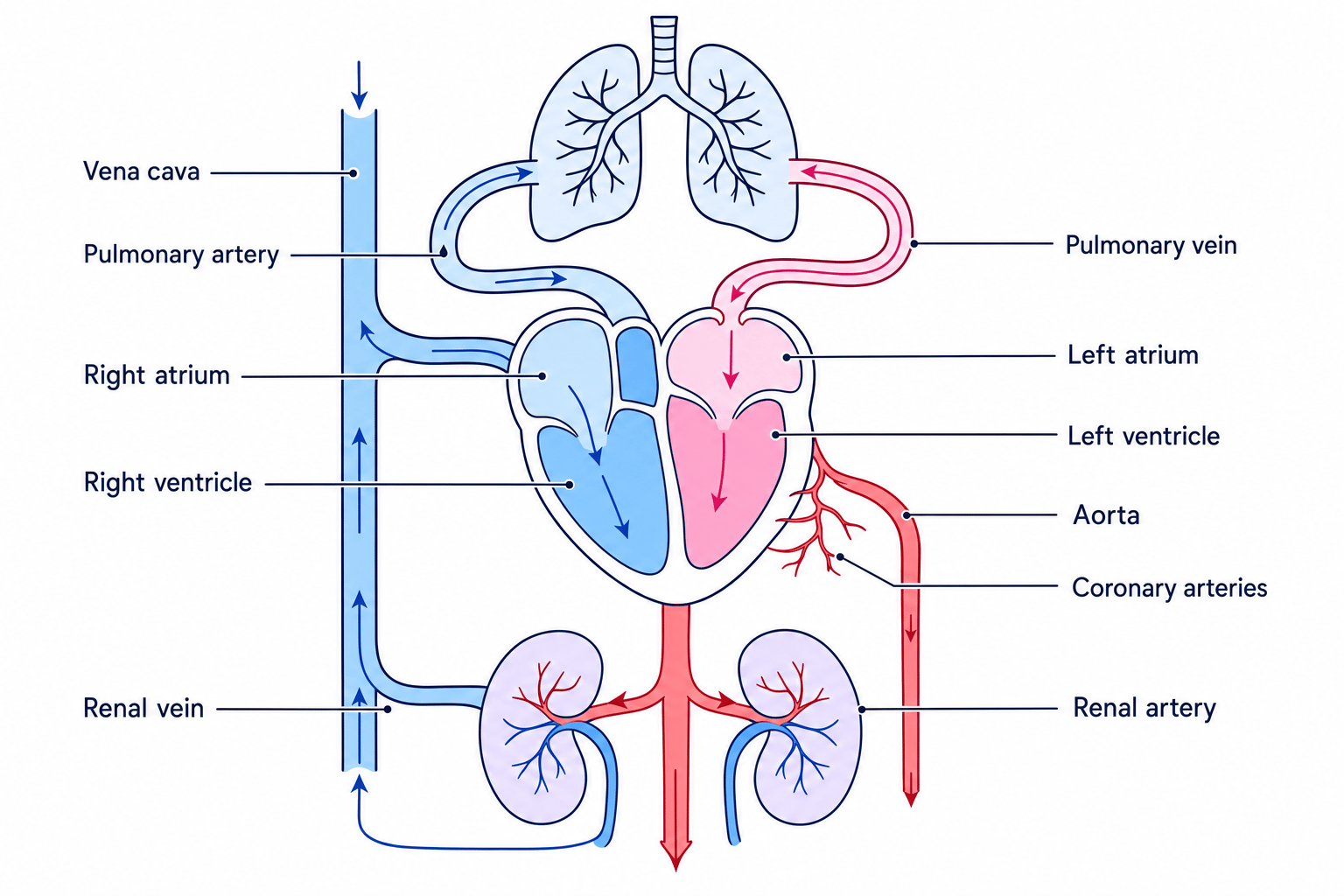 Mammalian double circulation showing heart chambers, lungs, kidneys, coronary arteries and major vessels