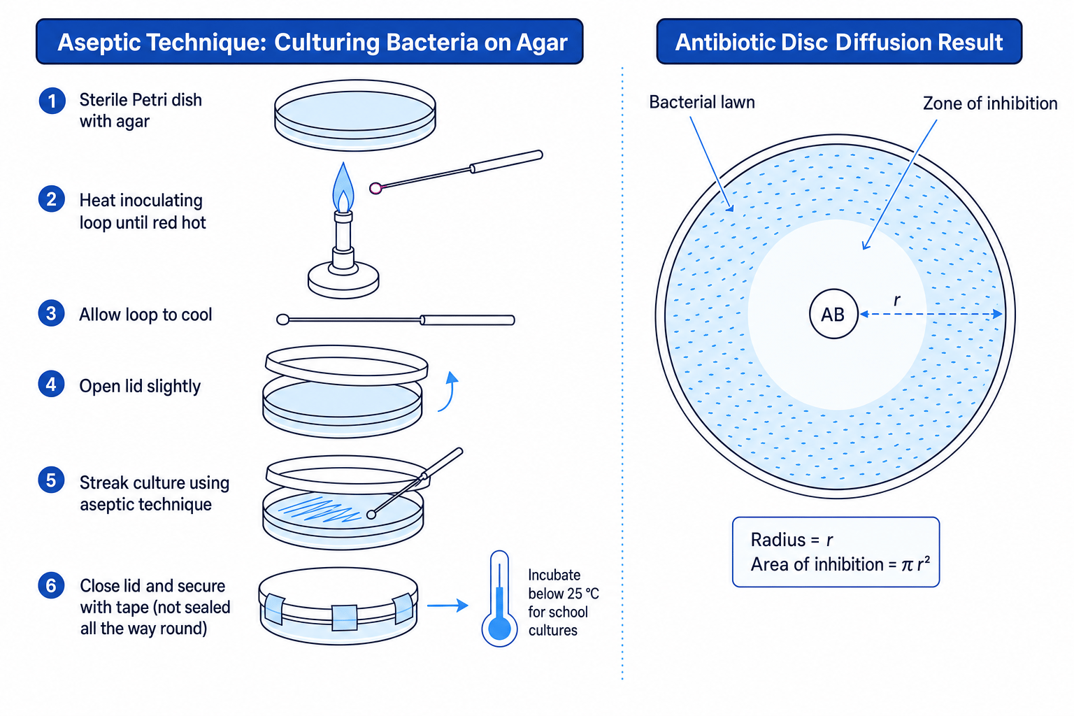 Aseptic technique for culturing bacteria on agar and measuring a zone of inhibition around an antibiotic disc