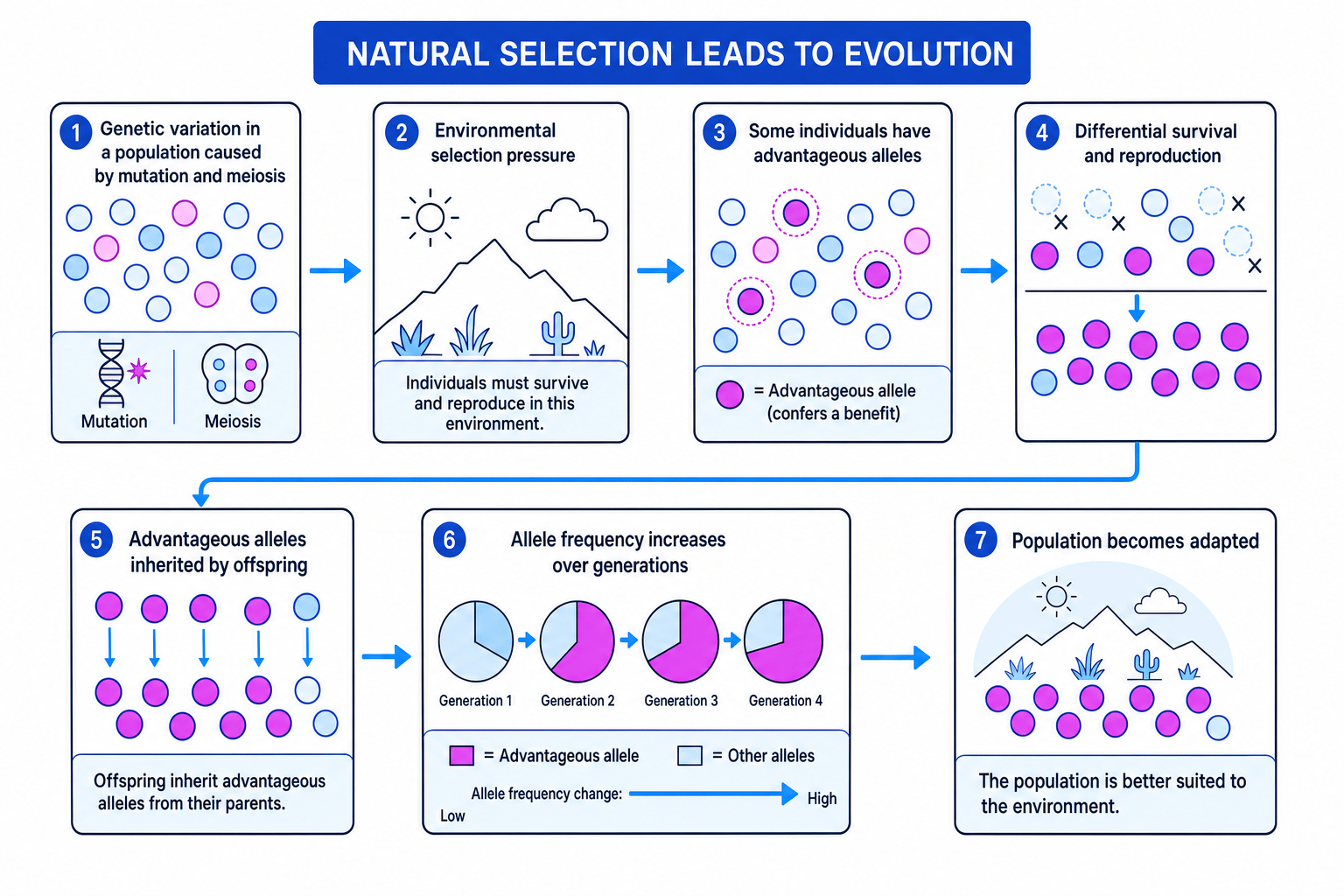Flow diagram showing natural selection changing allele frequencies over generations