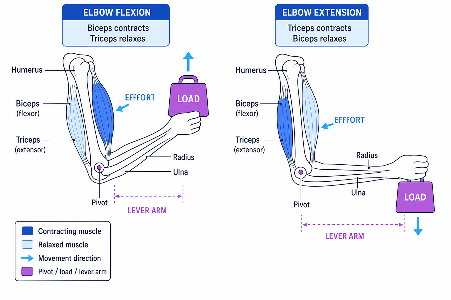 Antagonistic action of biceps and triceps during elbow flexion and extension