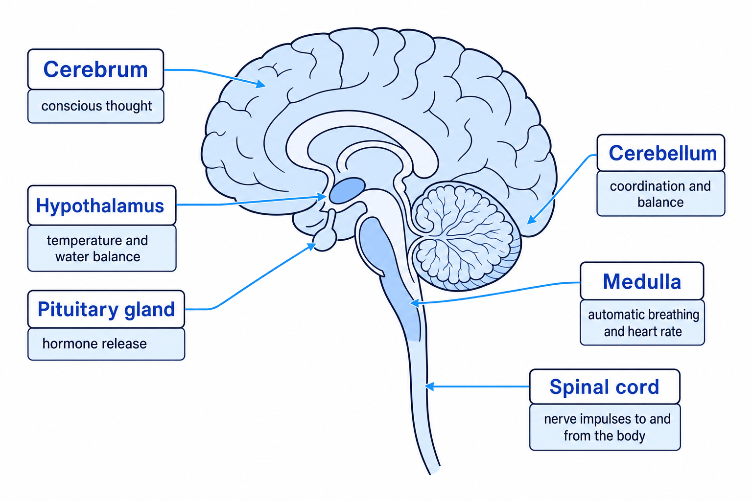 Labelled side view of the human brain showing cerebrum, cerebellum, medulla, hypothalamus, pituitary gland and spinal cord