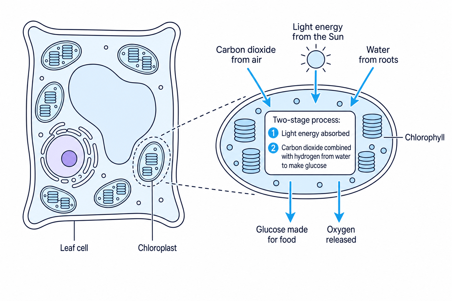 Diagram showing photosynthesis in a leaf cell and chloroplast
