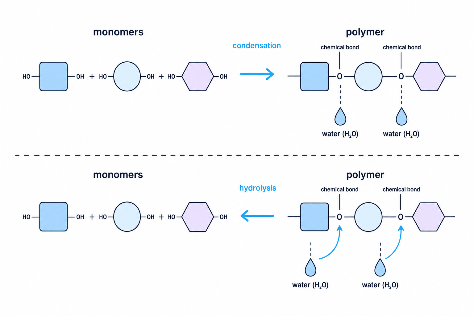 Schematic showing monomers joining by condensation to form a polymer with water released, and hydrolysis using water to break the polymer back into monomers