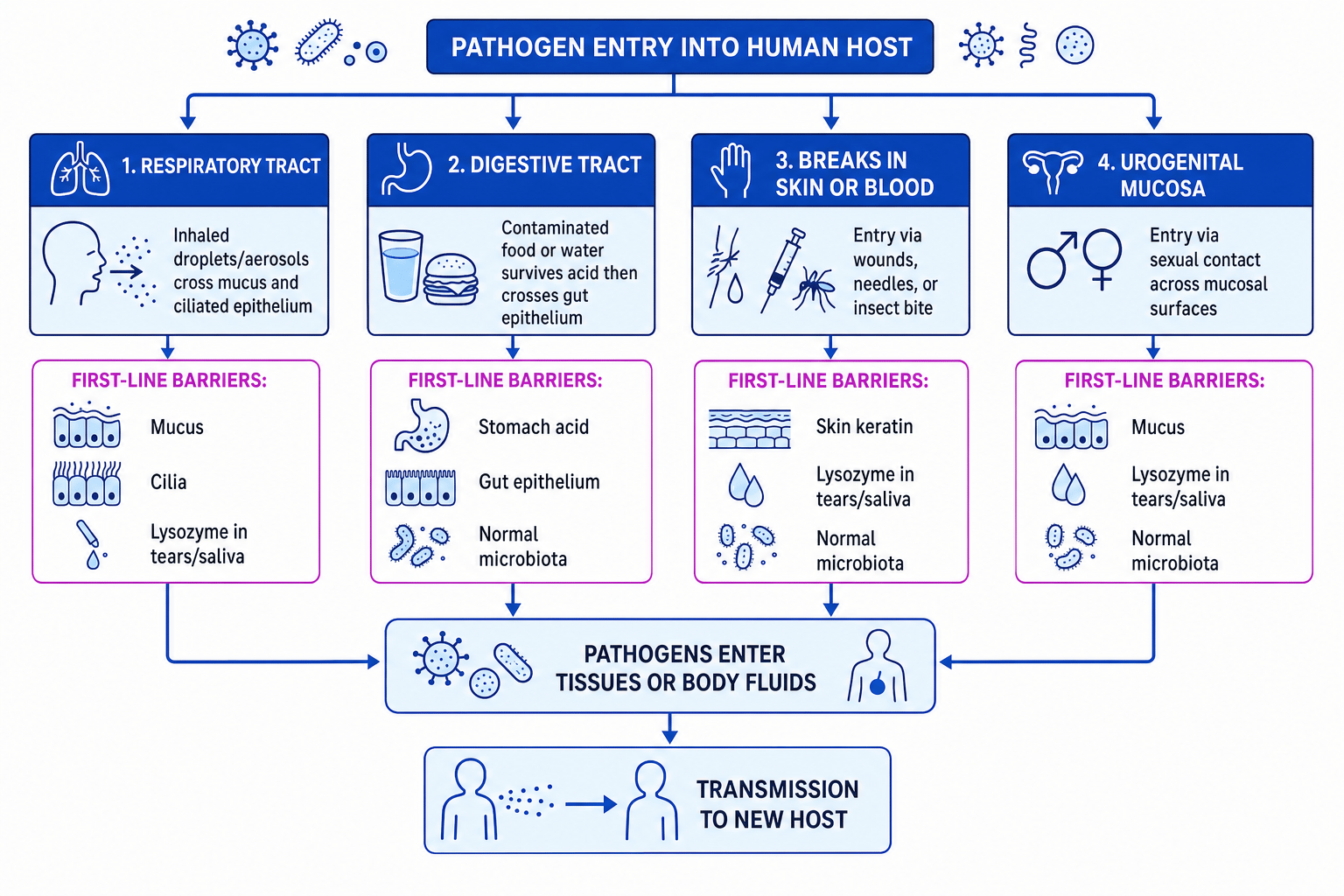 Flow diagram showing routes of pathogen entry and first-line barriers