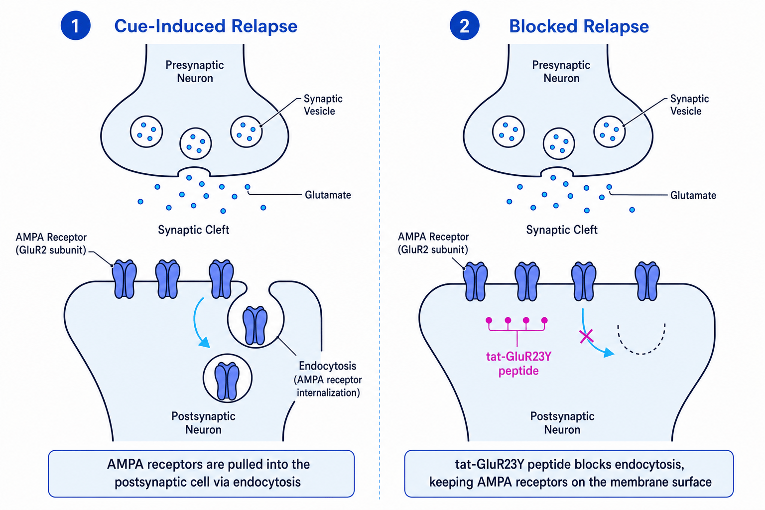 Synaptic transmission and AMPA receptor endocytosis during relapse