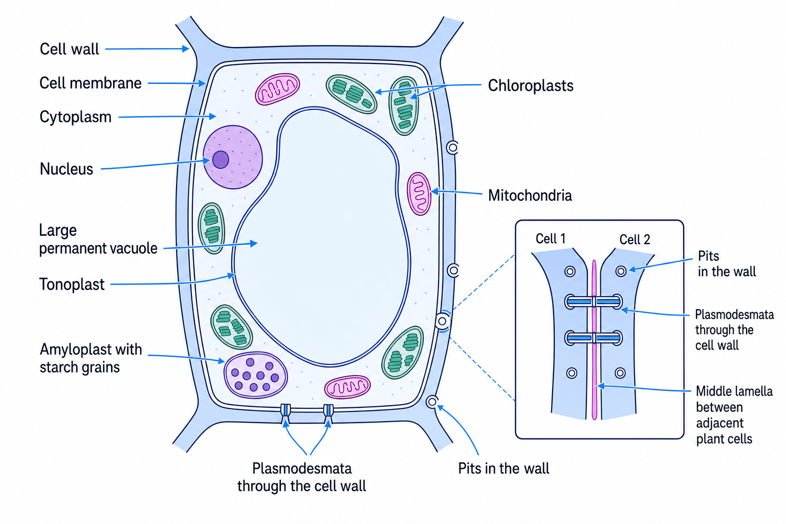 Annotated plant cell showing cell wall, vacuole, tonoplast, chloroplasts, amyloplast, plasmodesmata, pits and middle lamella