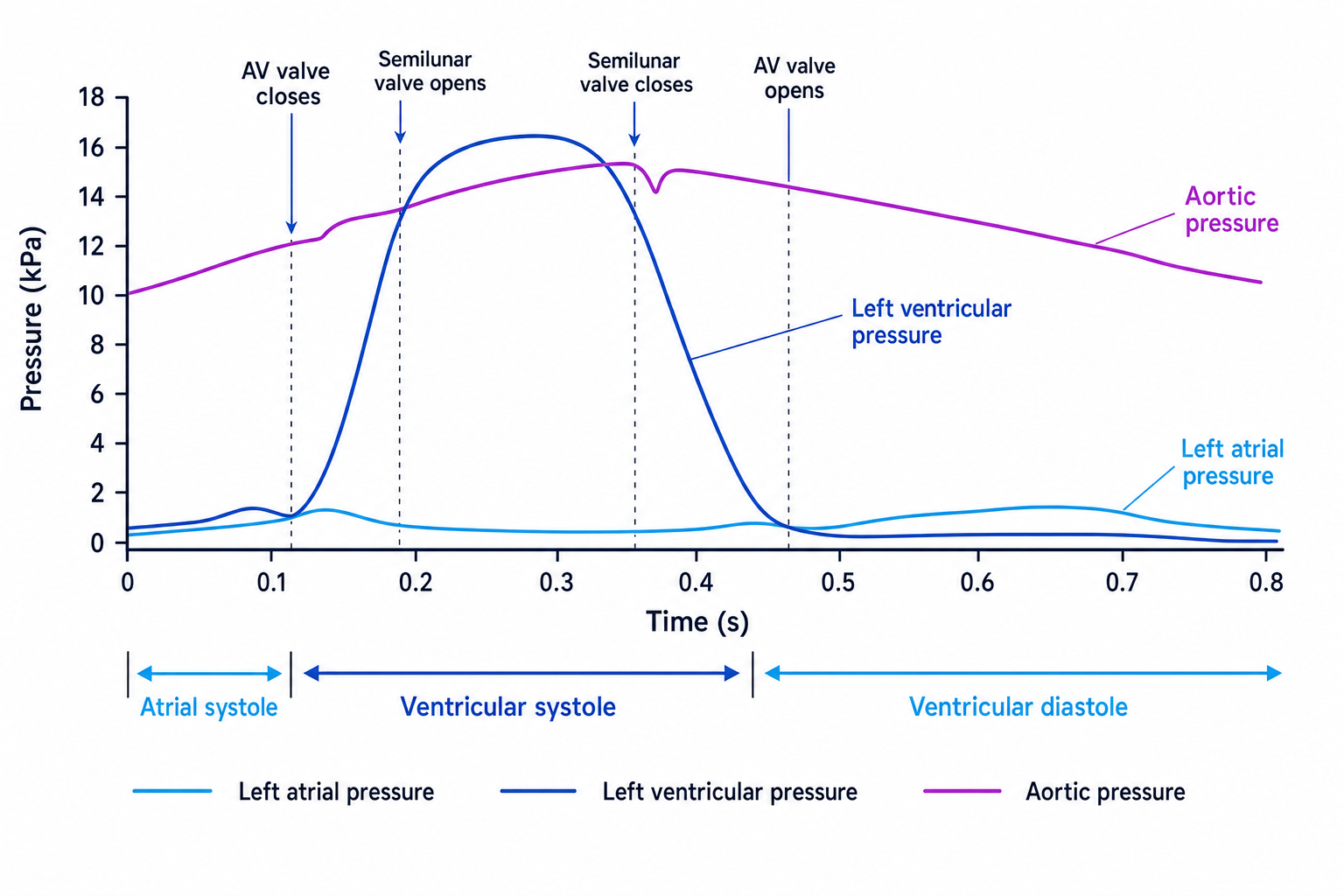 Cardiac cycle pressure graph for left atrium, left ventricle and aorta