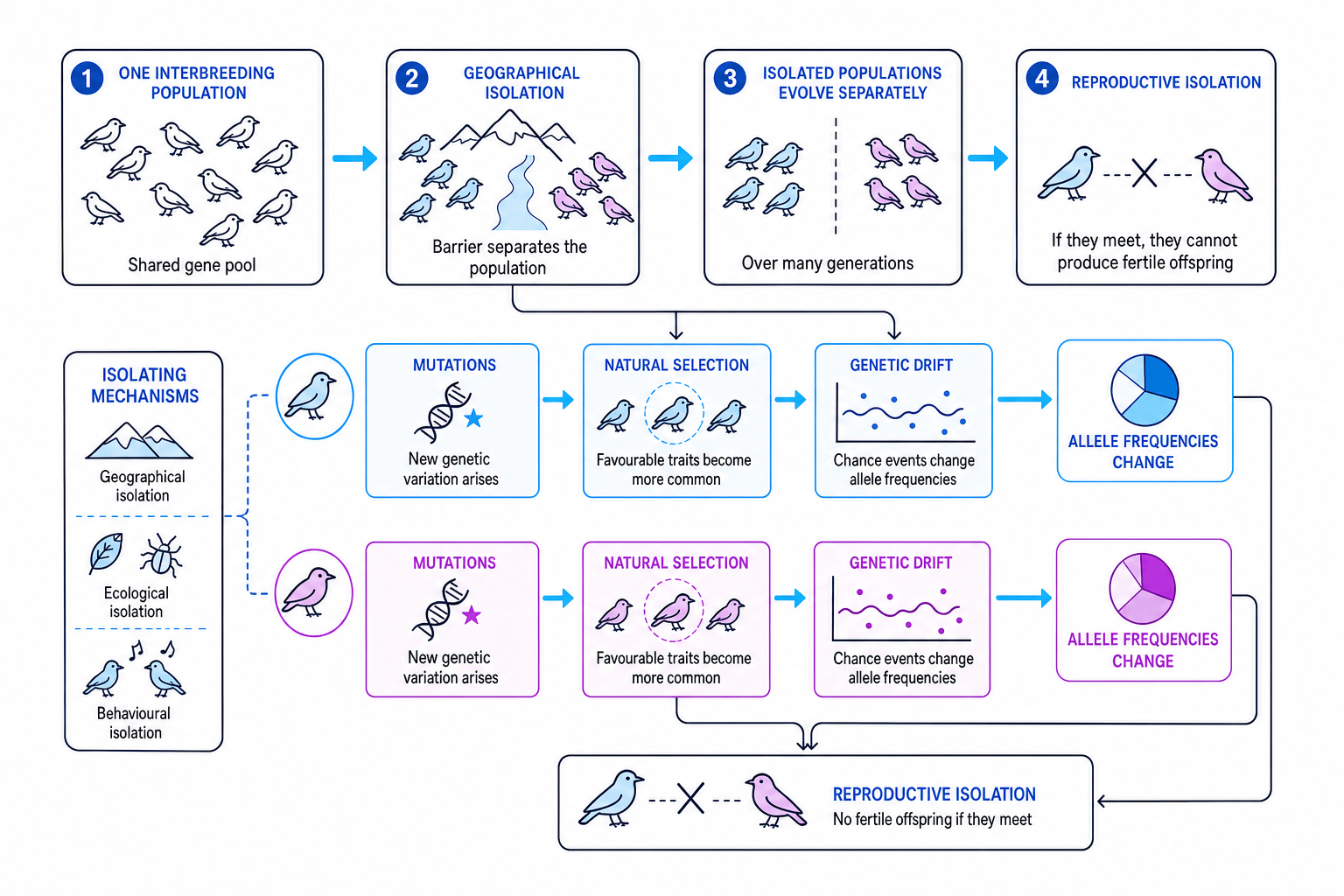Flow diagram showing isolation leading to reproductive isolation and speciation