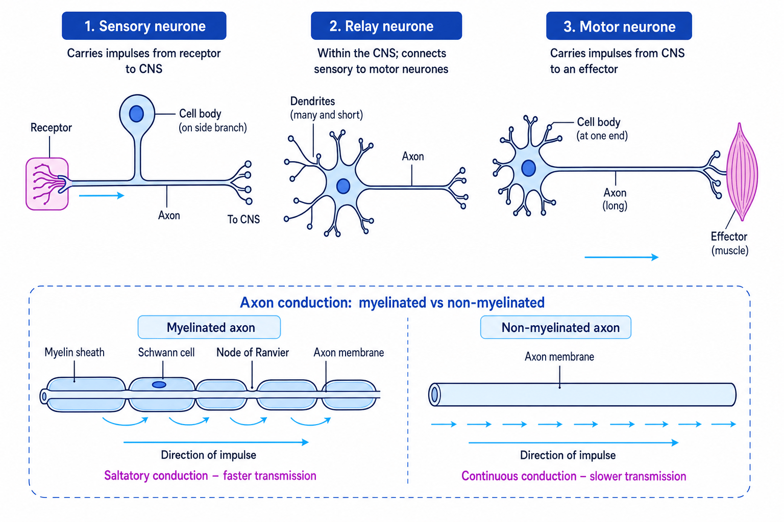 Comparison of sensory, relay and motor neurones with myelinated and non-myelinated axons